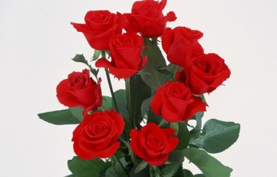 Комнатная роза требует к себе трепетного ухода. Для обильного цветения ей необходима повышенная влажность воздуха, особенно в летнее время.