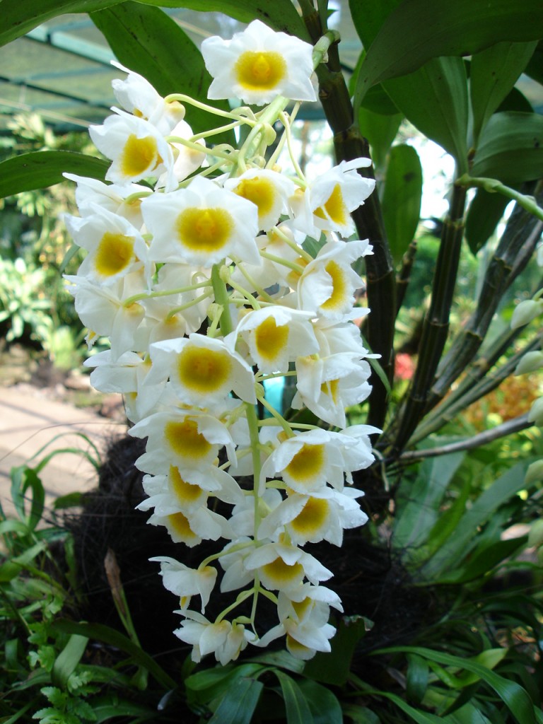 Эта орхидея наиболее комфортно чувствует себя при смешанном температурном режиме.