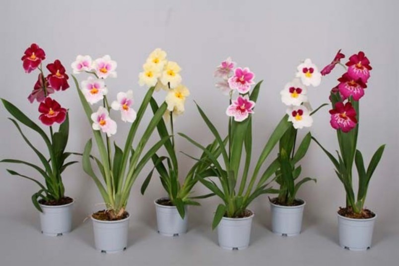 Орхидея очень красивое и в тоже время капризное растение не терпящее сухого воздуха. 