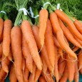 Морковь очень хорошо хранится в погребах и подвалах, а также ямах и буртах, которые не промерзают зимой.