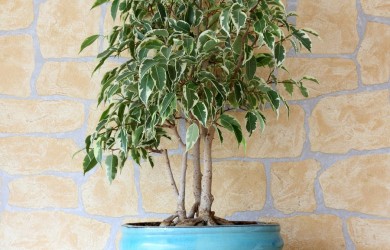Фикус Бенджамина является одним из самых популярных растений комнатного цветоводства.